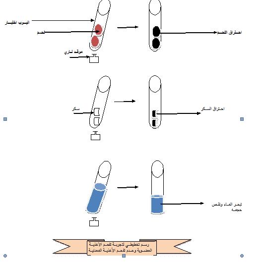 الملخص مصدر الأغذيه